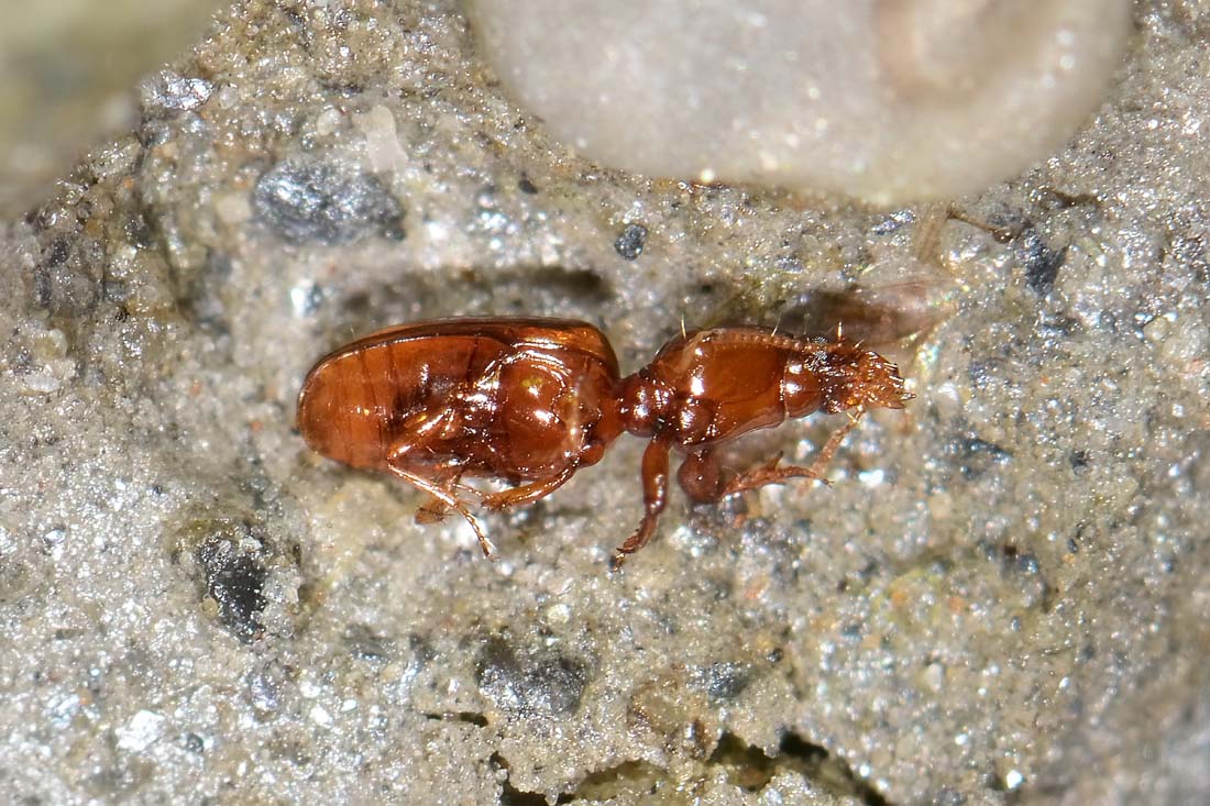 Carabidae: Dyschirius sp., immaturo